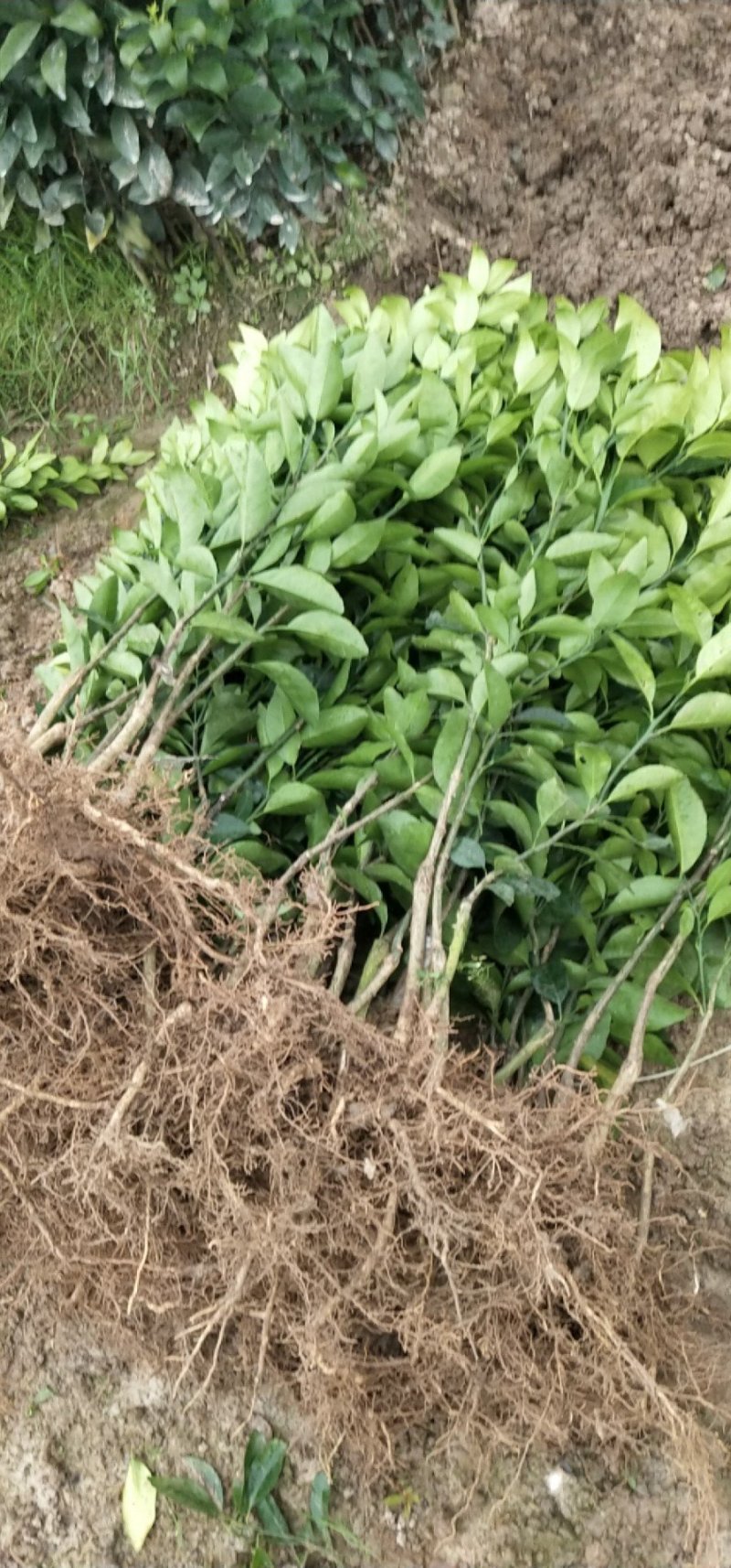 091无核沃柑苗（新品种）假一罚十提供种植技术