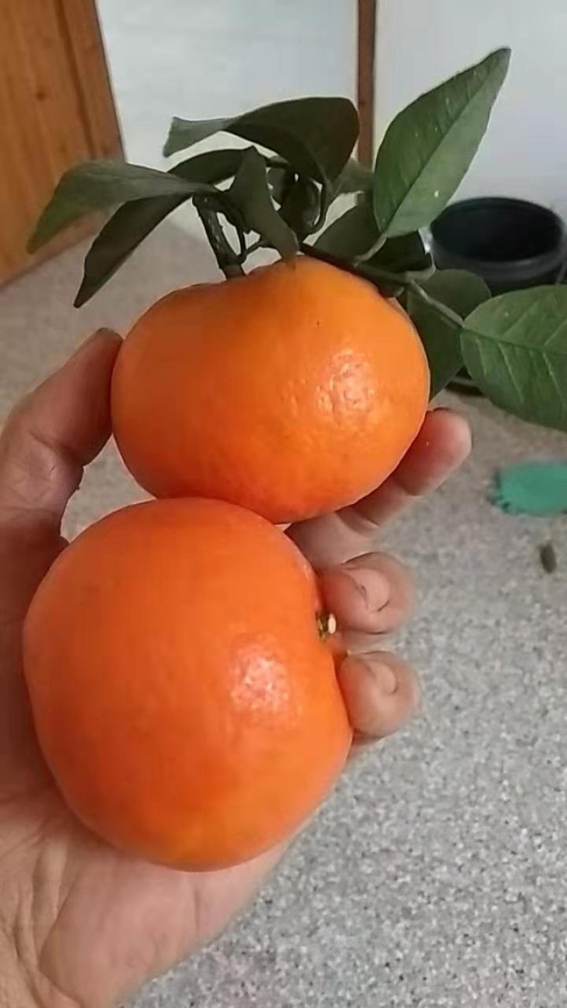 091无核沃柑苗（新品种）假一罚十提供种植技术