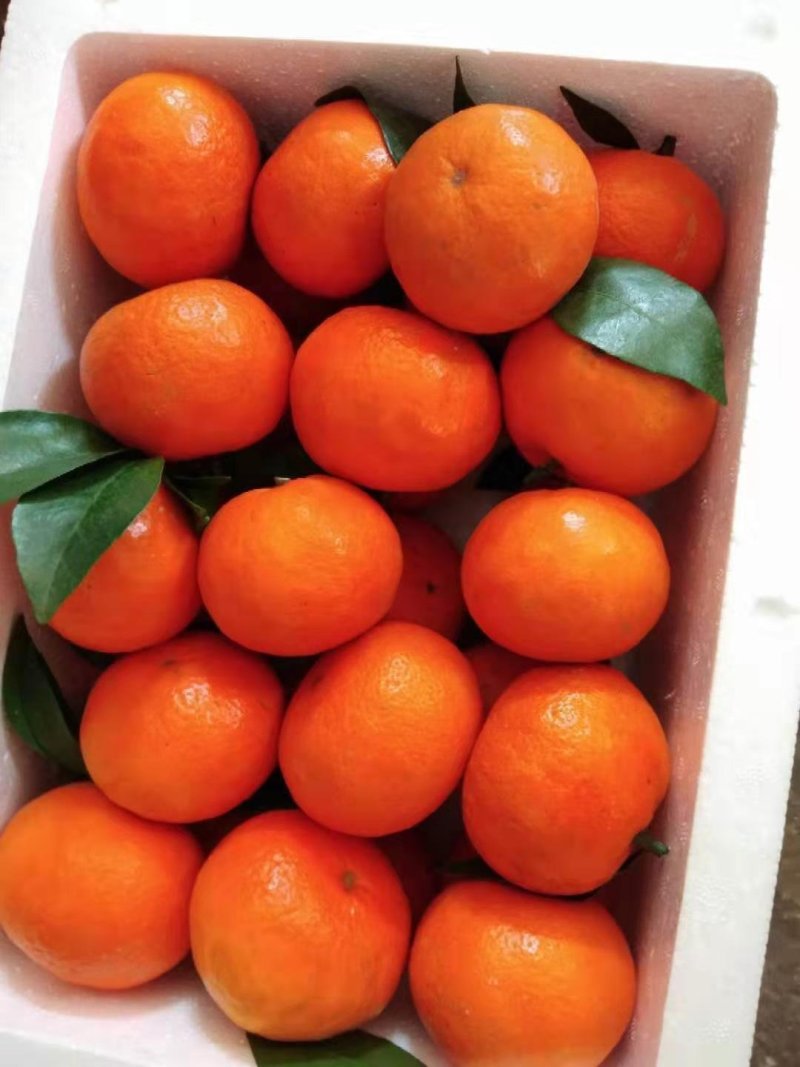 091无核沃柑苗（新品种）假一罚十提供种植技术