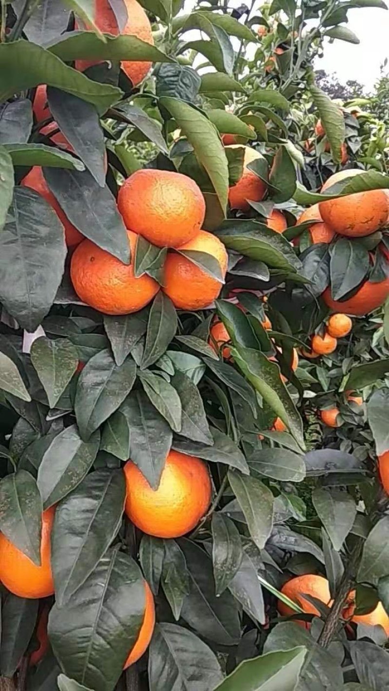 091无核沃柑苗（新品种）假一罚十提供种植技术