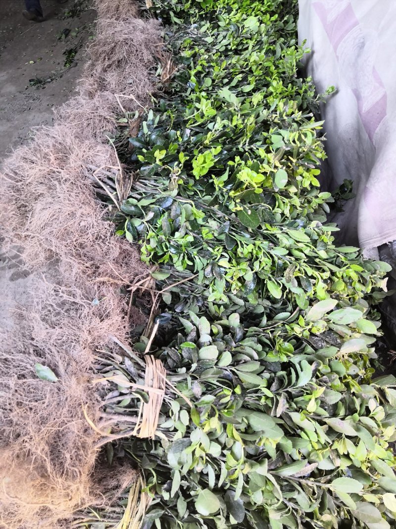 大量批发冬青小苗，黄杨小苗价格,1.5米冬青树苗