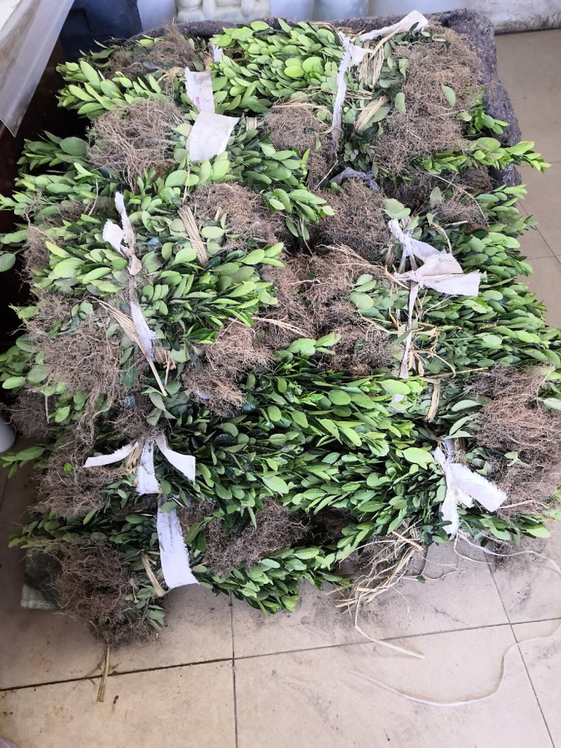 大量批发冬青小苗，黄杨小苗价格,1.5米冬青树苗