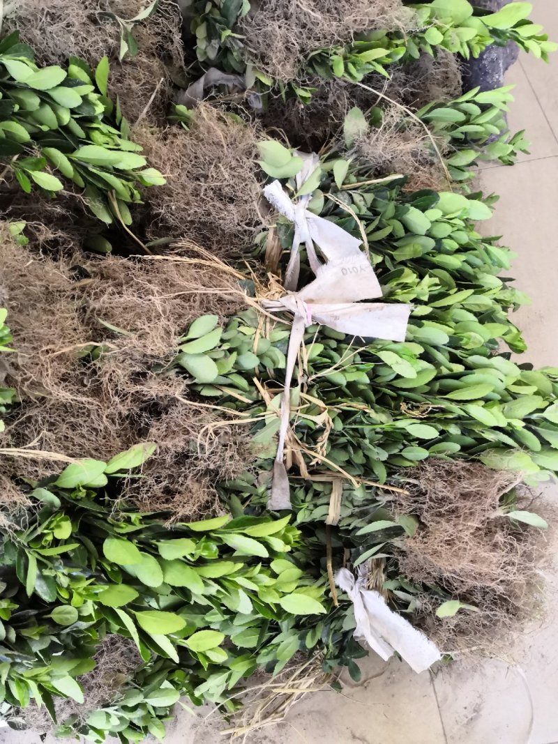 大量批发冬青小苗，黄杨小苗价格,1.5米冬青树苗