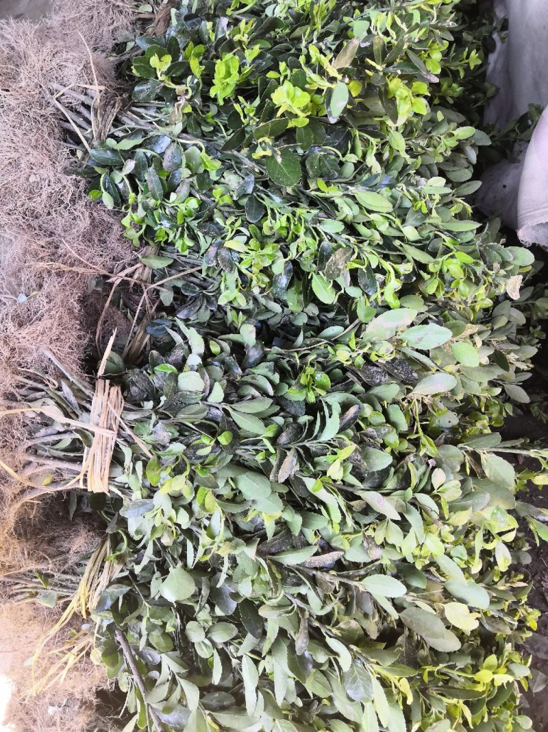 大量批发冬青小苗，黄杨小苗价格,1.5米冬青树苗