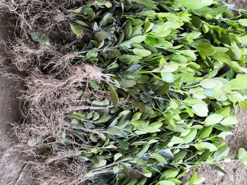 大量批发冬青小苗，黄杨小苗价格,1.5米冬青树苗
