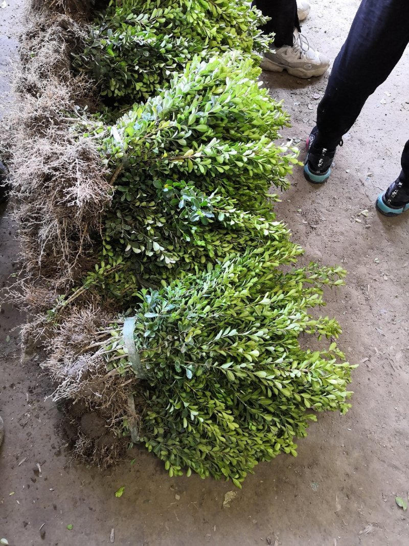 大量批发冬青小苗，黄杨小苗价格,1.5米冬青树苗