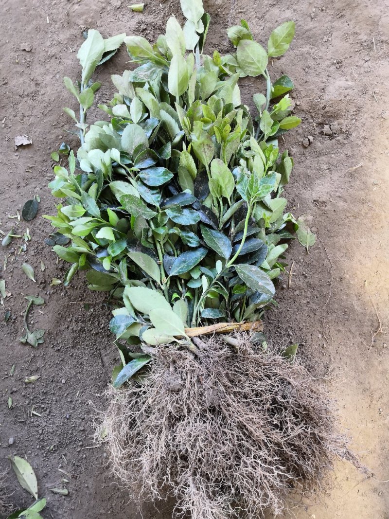 大量批发冬青小苗，黄杨小苗价格,1.5米冬青树苗