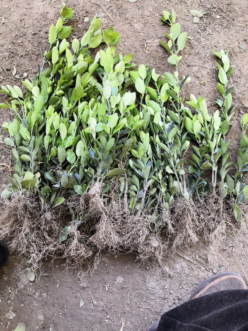 大量批发冬青小苗，黄杨小苗价格,1.5米冬青树苗