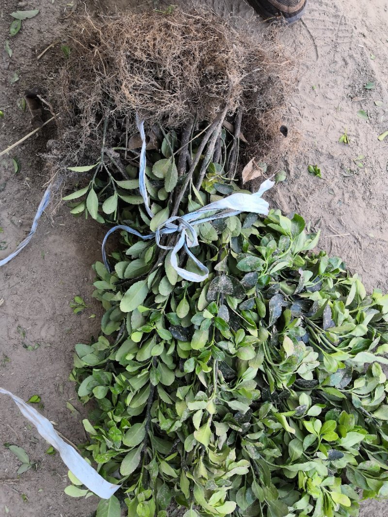 大量批发冬青小苗，黄杨小苗价格,1.5米冬青树苗