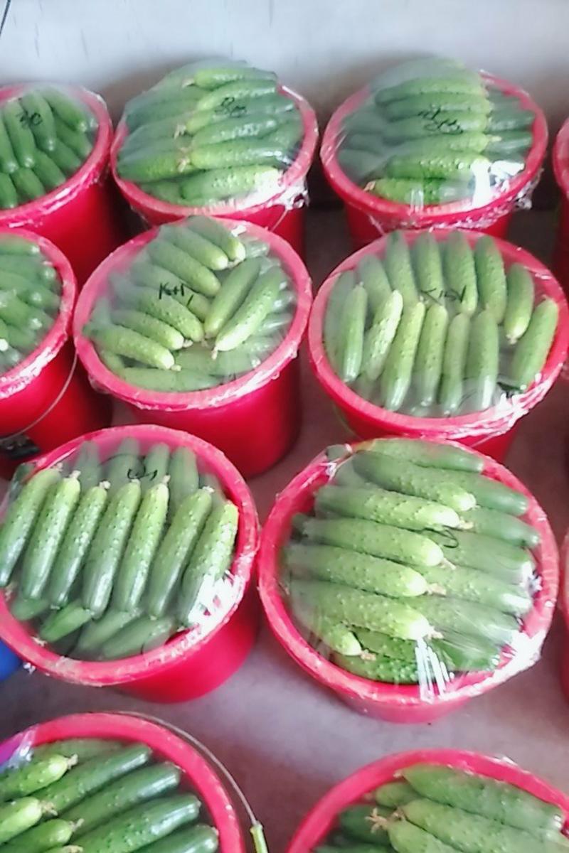 干花大包秋黄瓜，可视频看货，大产地直供，可打款发物流
