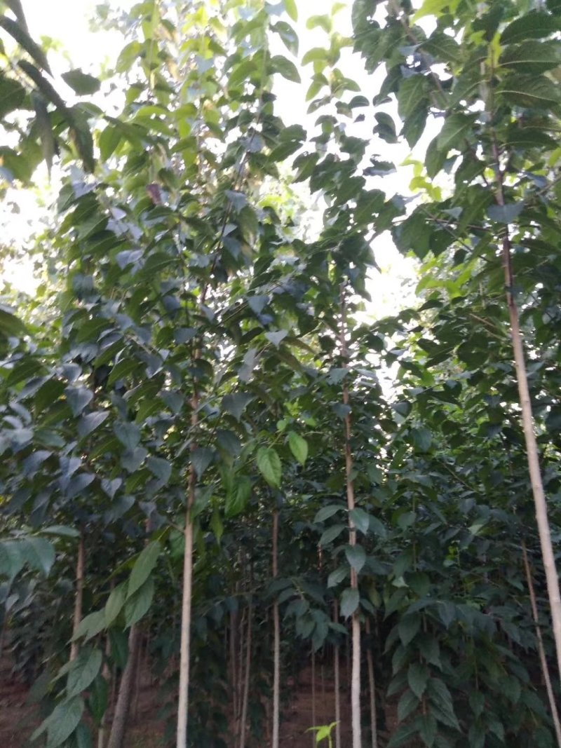 出售当年杜仲树苗