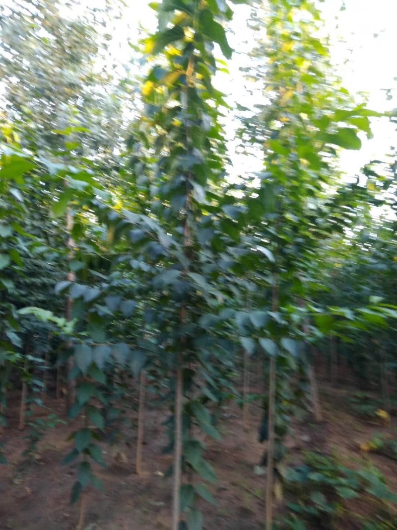 出售当年杜仲树苗
