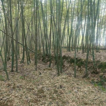 竹子