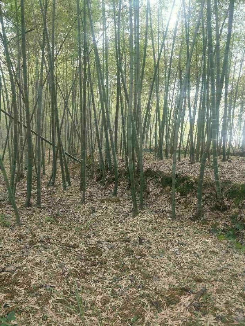 竹子