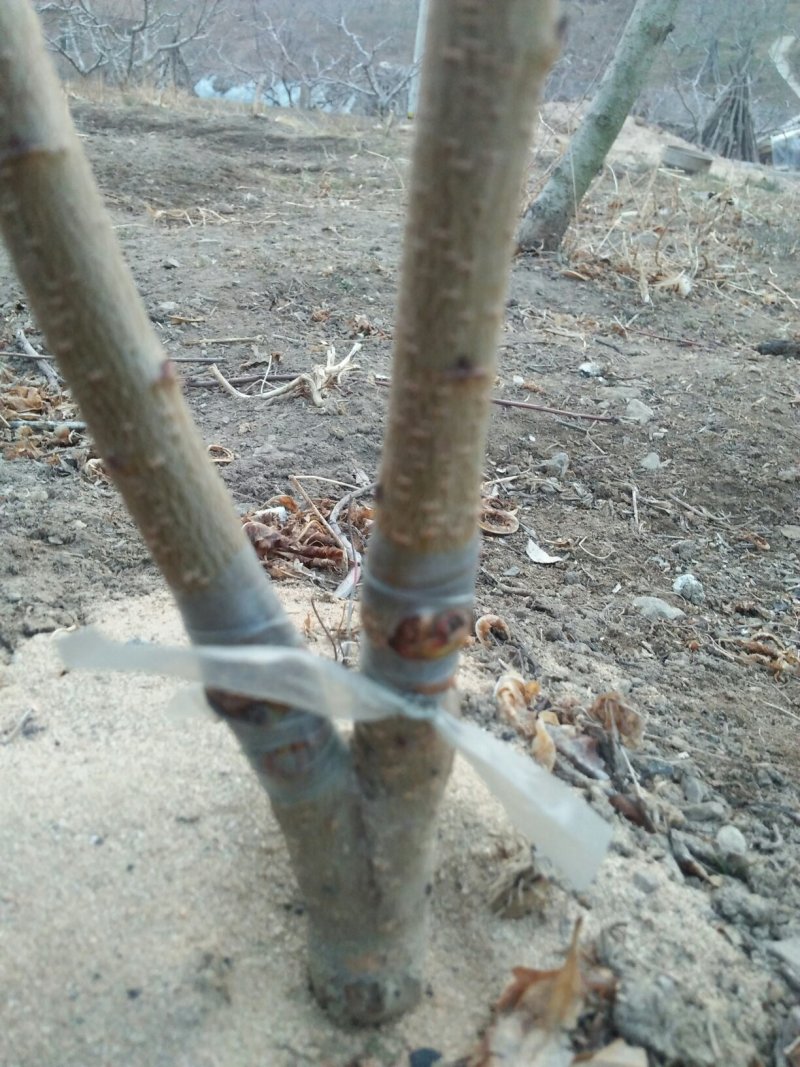 甜秋白，京玉，燕京久宝桃苗，王林苹果苗。