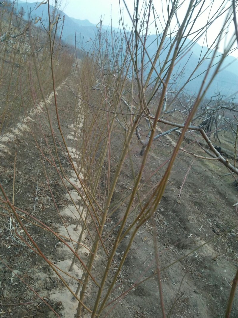 甜秋白，京玉，燕京久宝桃苗，王林苹果苗。