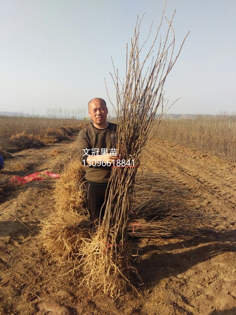文冠果苗，精品文冠果苗，各种规格文冠果