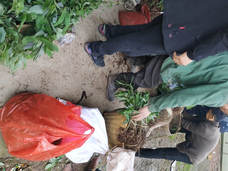 黄精种苗多花倒苗黄精野生黄精苗子药典黄精姜形黄精