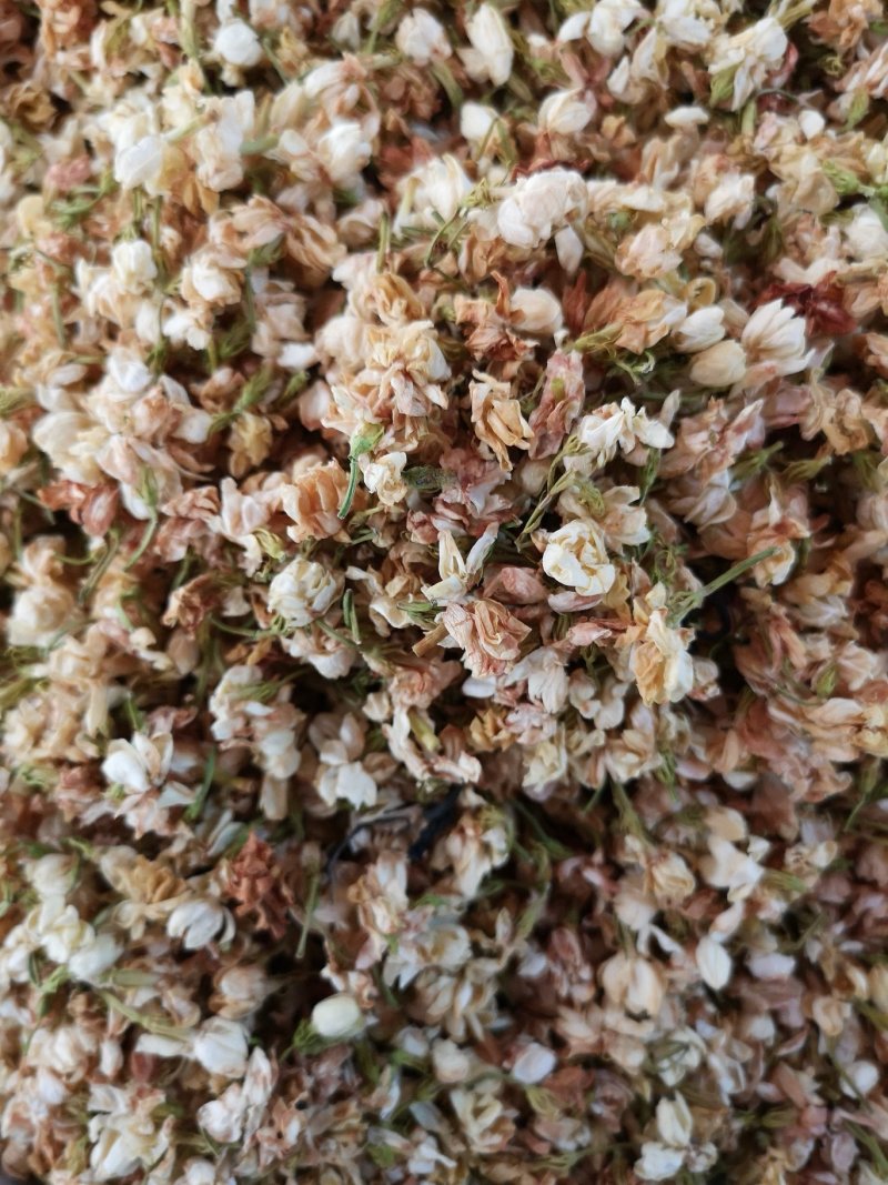 茉莉花广西茉莉花茶开花茉莉花茶