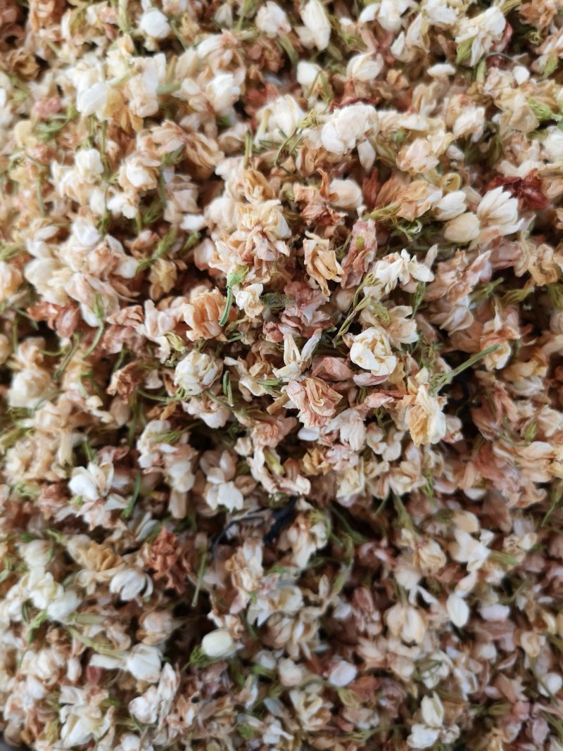 茉莉花广西茉莉花茶开花茉莉花茶