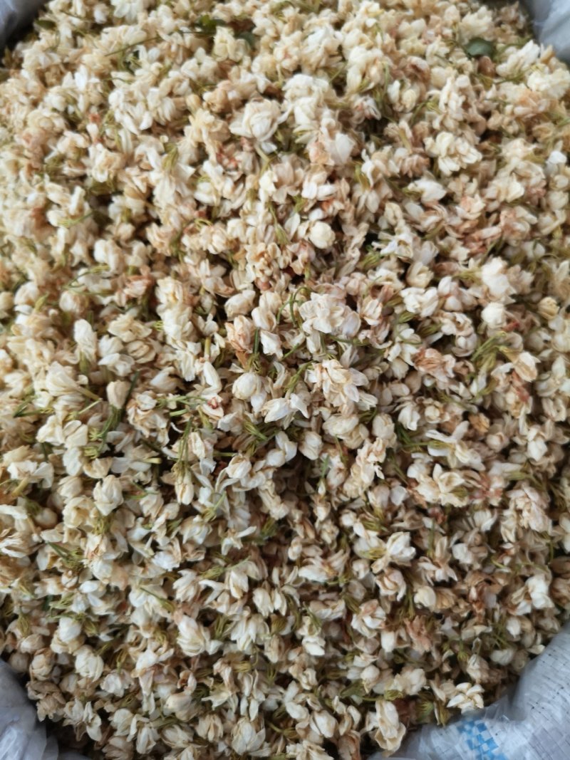 茉莉花广西茉莉花茶开花茉莉花茶