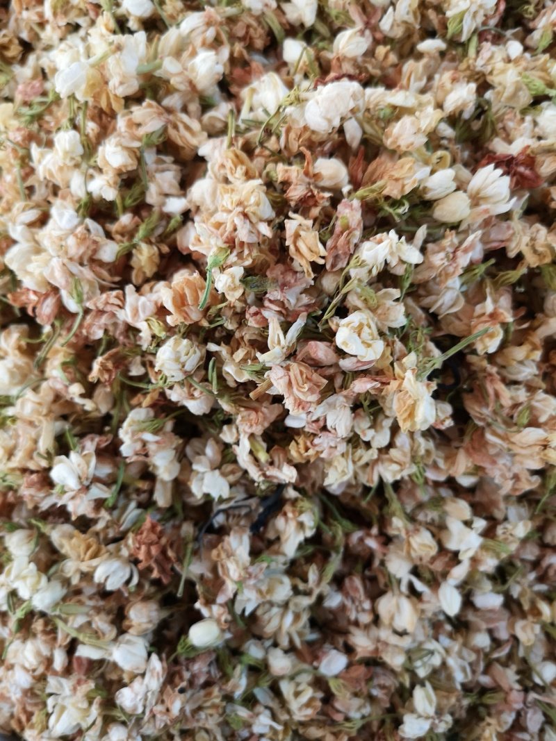茉莉花广西茉莉花茶开花茉莉花茶