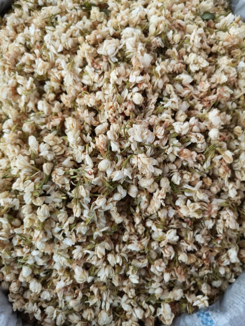 茉莉花广西茉莉花茶开花茉莉花茶