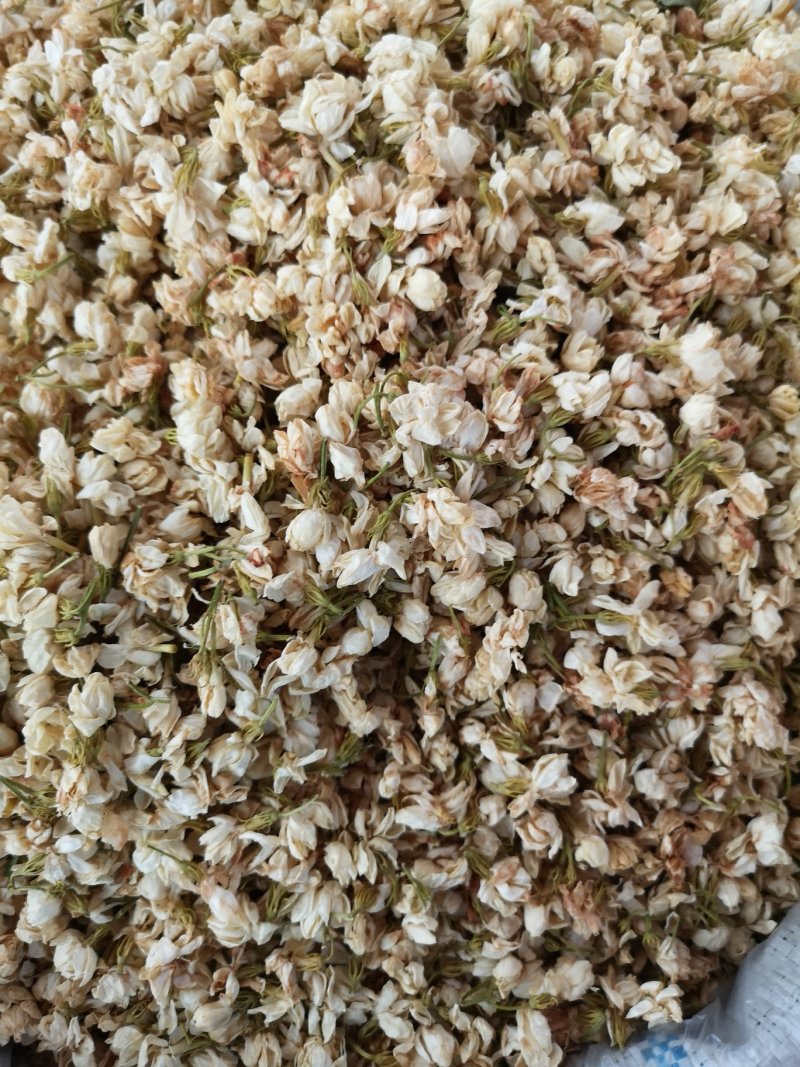 茉莉花广西茉莉花茶开花茉莉花茶