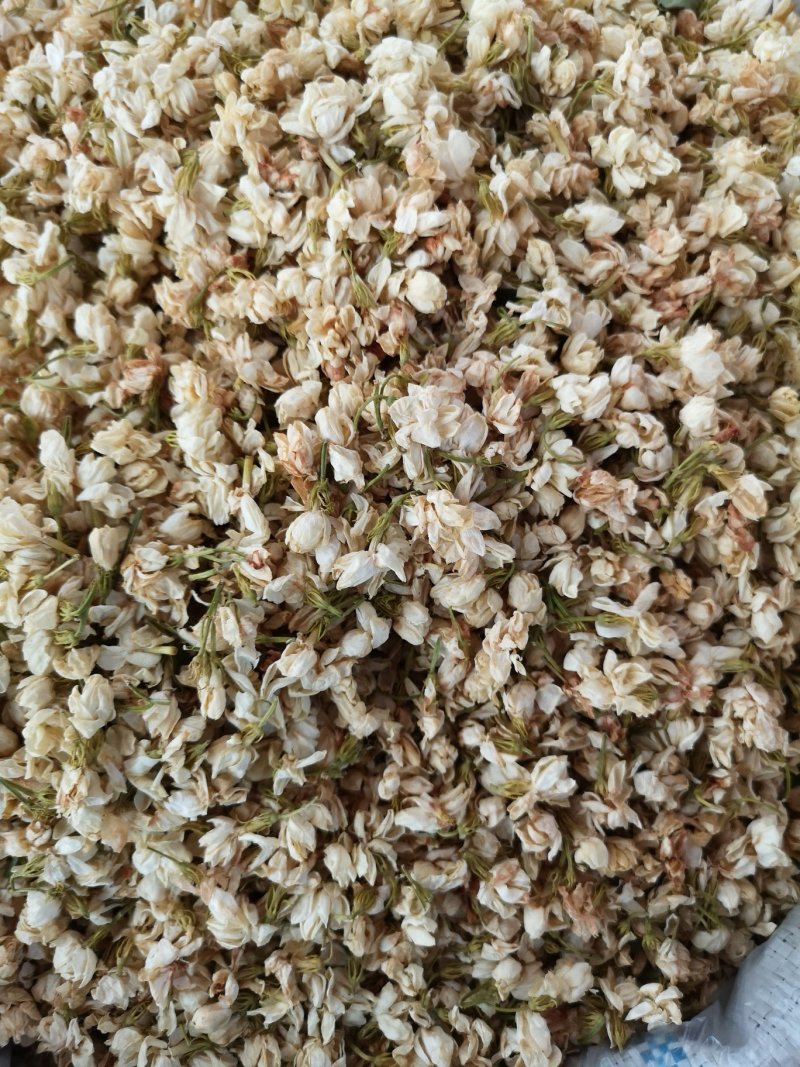 茉莉花广西茉莉花茶开花茉莉花茶