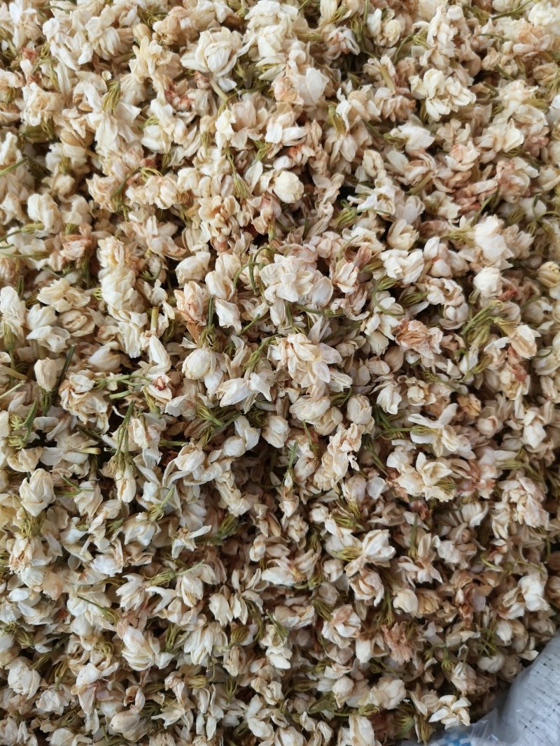 茉莉花广西茉莉花茶开花茉莉花茶