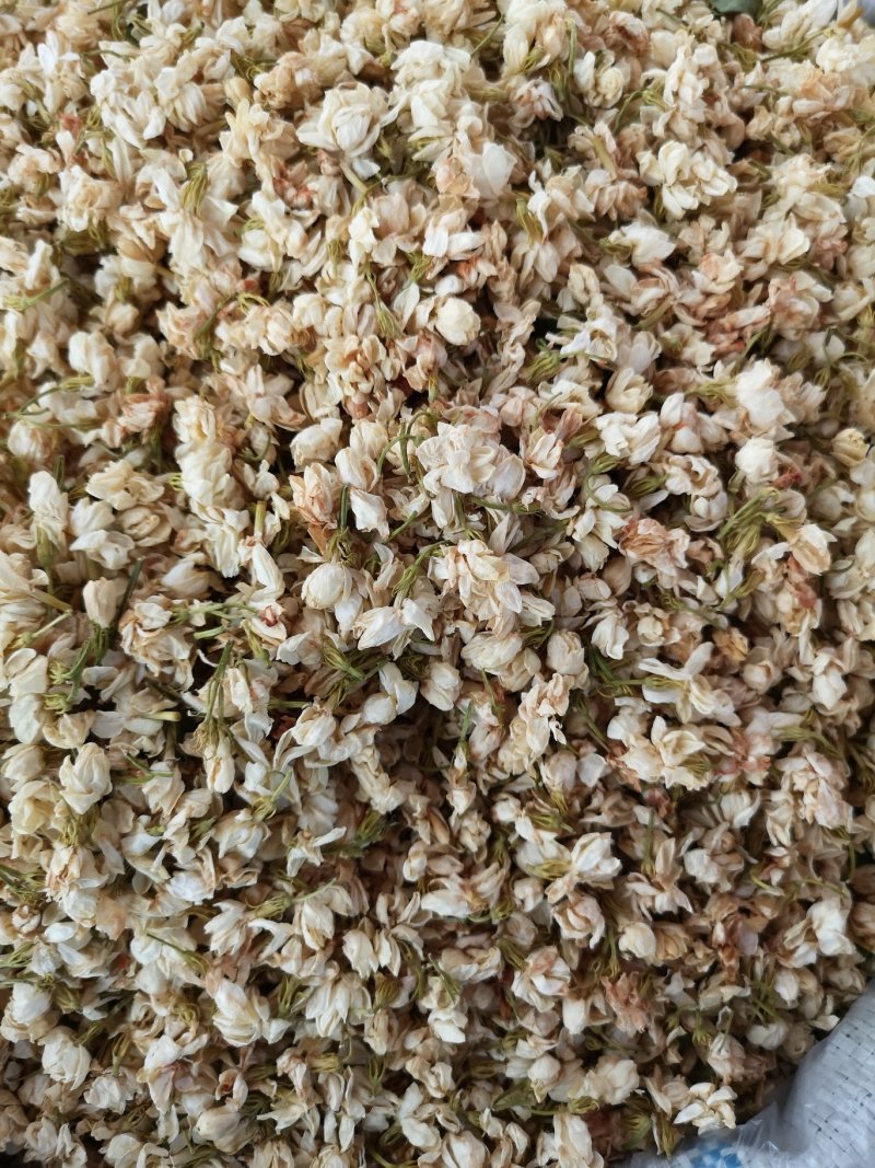 茉莉花广西茉莉花茶开花茉莉花茶