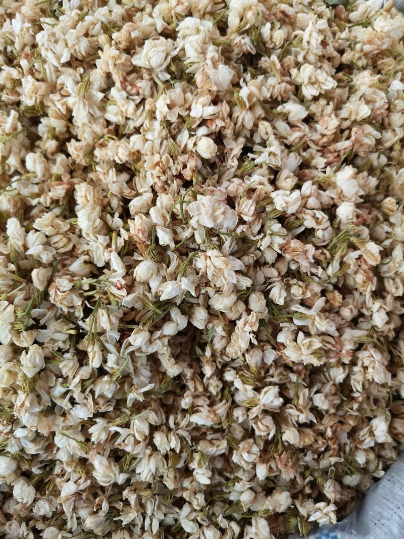 茉莉花广西茉莉花茶开花茉莉花茶