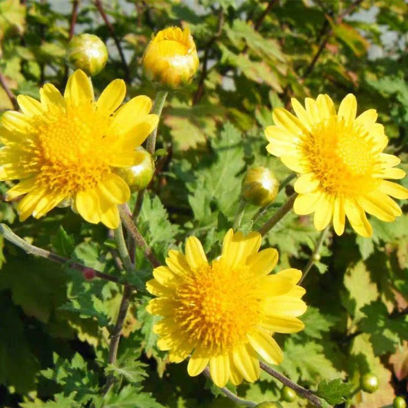野菊花种子可药用泡茶喝山坡公园绿化等可货到付款