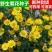 野菊花种子可药用泡茶喝山坡公园绿化等可货到付款
