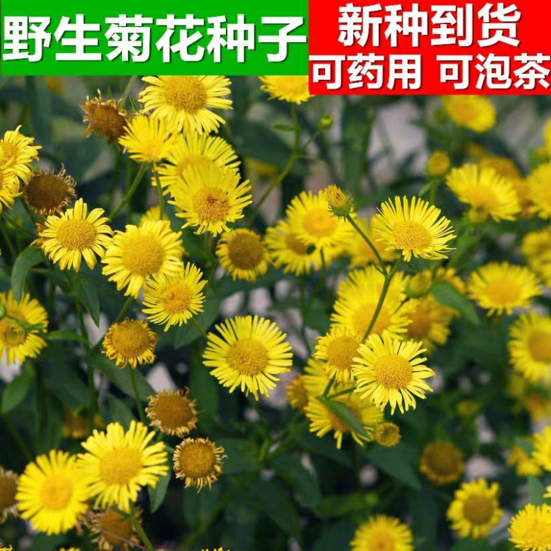 野菊花种子可药用泡茶喝山坡公园绿化等可货到付款
