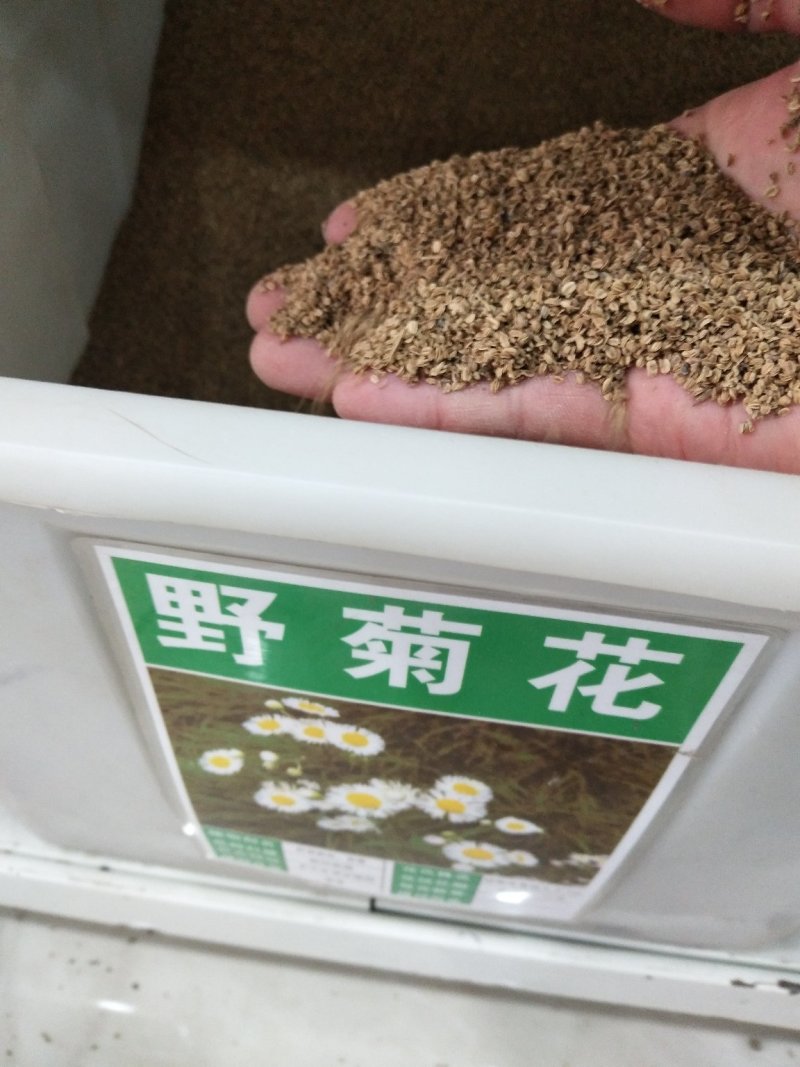 野菊花种子可药用泡茶喝山坡公园绿化等可货到付款