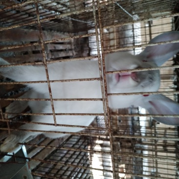 伊拉兔，莲山黑兔，比利时兔