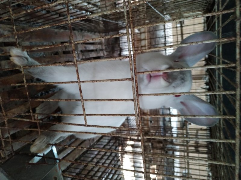 伊拉兔，莲山黑兔，比利时兔