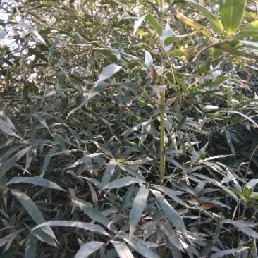 早园竹竹苗，自产自销。