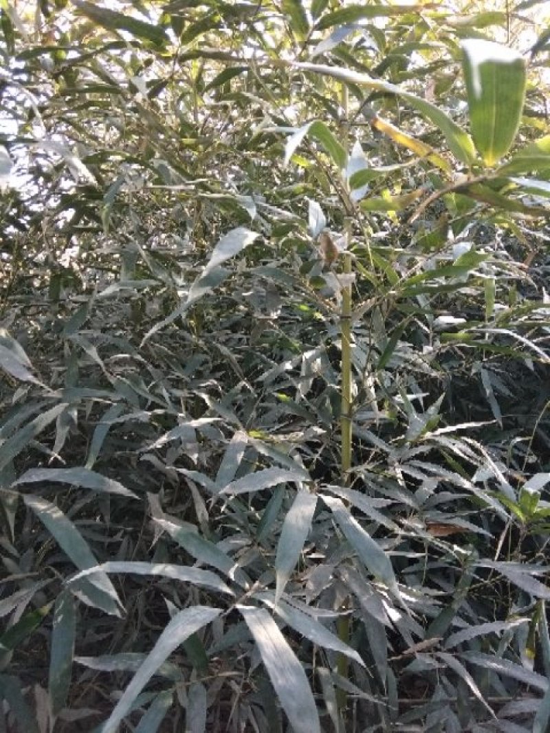 早园竹竹苗，自产自销。