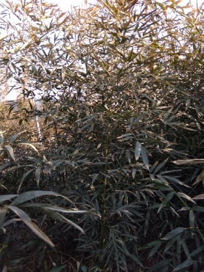 早园竹竹苗，自产自销。