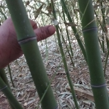 竹子