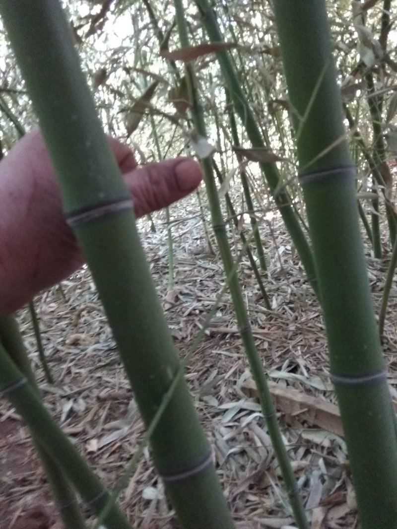 竹子
