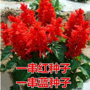 一串红种子是花坛公园等绿化的主体材料可货到付款