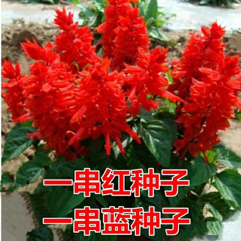 一串红种子是花坛公园等绿化的主体材料可货到付款