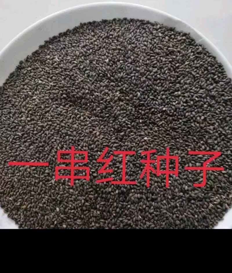 一串红种子是花坛公园等绿化的主体材料可货到付款