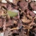 肉蘑串，800斤小丁，200左右斤中块，标准件出售