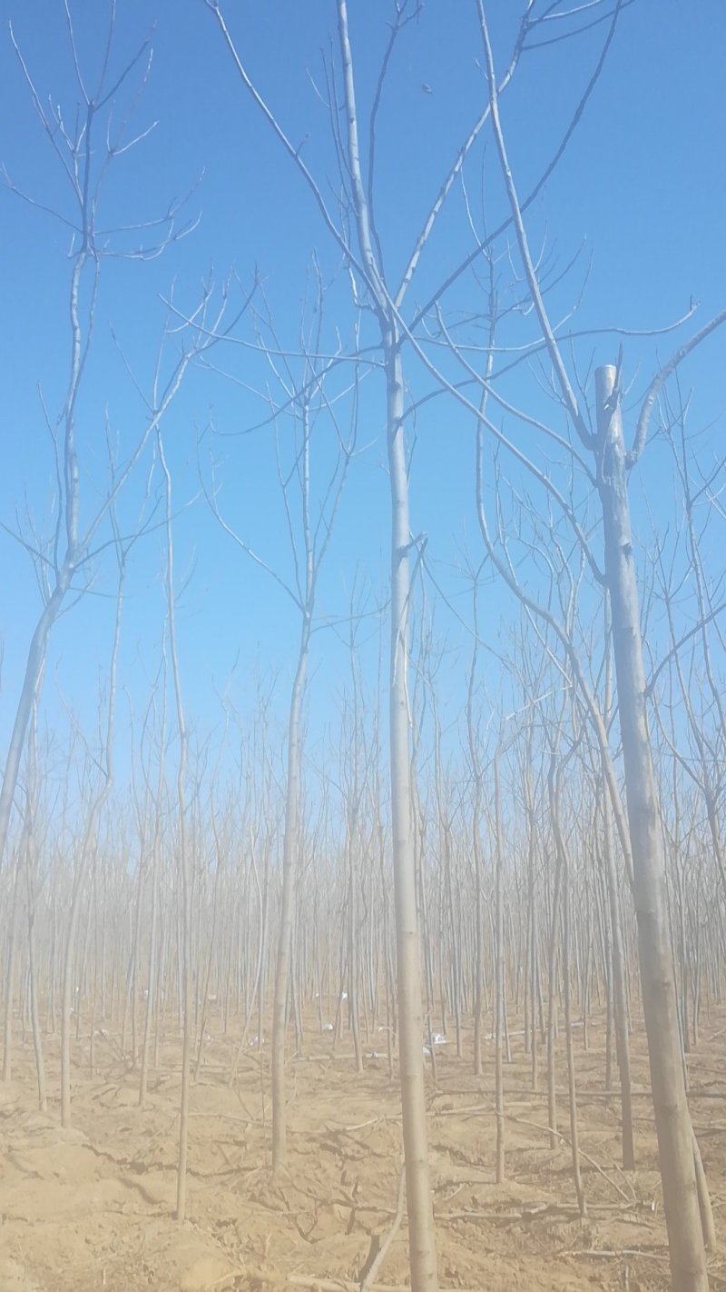 椿树