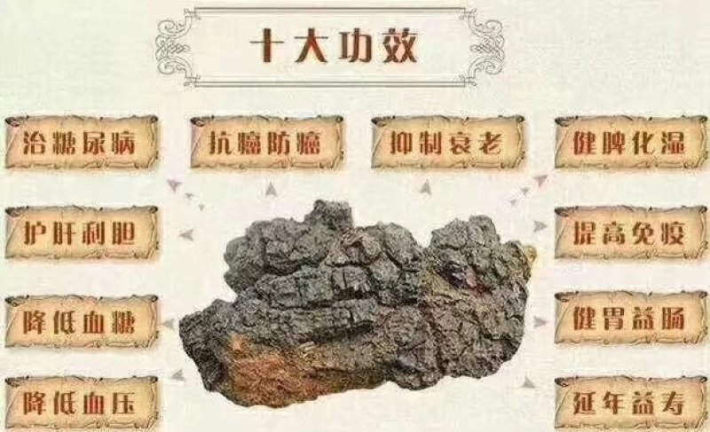 俄罗斯白桦茸：降三高治疗糖尿病