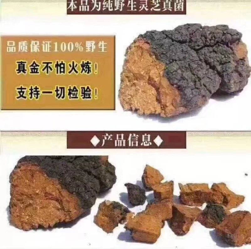 俄罗斯白桦茸：降三高治疗糖尿病